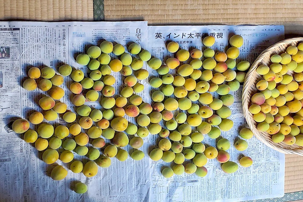 南高梅