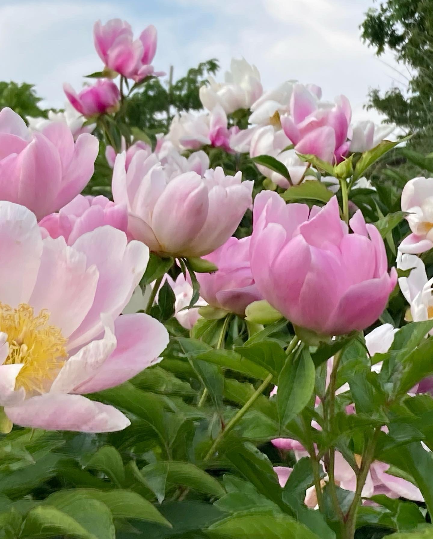 Peony 芍薬